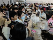 北京宠物市场,一站式宠物交易与用品采购指南