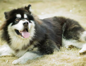 阿拉斯加犬好养吗,了解其养护特点，轻松成为理想宠物伴侣