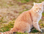 猫的寿命,探究喵星人的健康与长寿之道