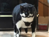 相扑猫,相扑猫的趣味对决与温馨瞬间