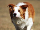 牧羊犬吃什么,全面解析营养均衡的喂养之道